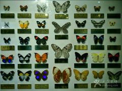 -上海昆虫博物馆