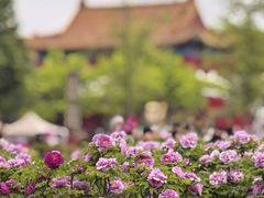 -曹州牡丹园