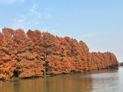 -上海海湾国家森林公园