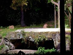 -夜间野生动物园