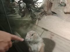 -萌宠奇缘