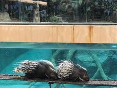 -清迈夜间动物园