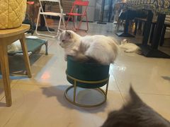 -平行世界·猫咖(首经贸店)