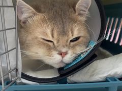 -宠颐生宠物医院·异宠猫科内科·诊疗中心宠巢店