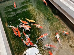 -鲤院·新中式美学·庭院餐厅(夫子庙店)