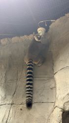 -Zoolung Zoolung动物主题公园(海信广场店)