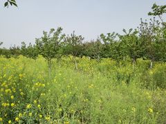 -古柏渡丰乐樱花园