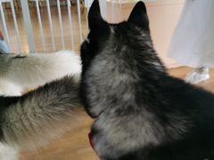 -Husky Go! 哈士奇体验馆·宠物咖啡厅狗咖