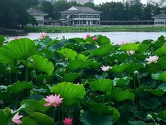 -荔湾湖公园