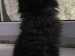 -艾贝尔宠物医院·24H转诊中心·肿瘤猫专科(江宁双龙店)