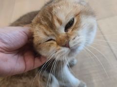 -Let's go狗咖·猫咖·奶狗·桌游(春熙路IFS店)
