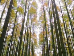 -山王坪喀斯特国家生态公园