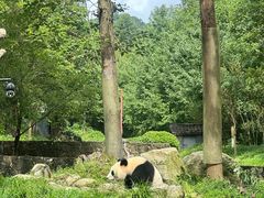 -都江堰中华大熊猫苑
