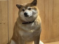-是阿柴呀！柴犬咖啡·爱喵喵猫咖