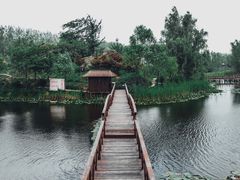 -微山湖红荷湿地景区
