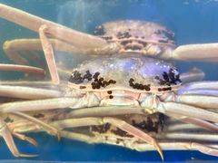 -震海贝烤贝·民俗特色店(延吉总店)