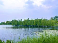 -白鹭湾湿地公园