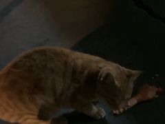 -东漖肉菜综合市场