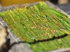 -诸锣记烤串·锦州烧烤(淘金店)