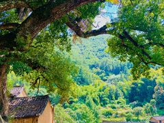 -杨家堂村