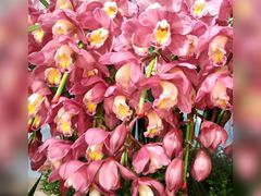 -双季花艺园艺市场(浦东店)