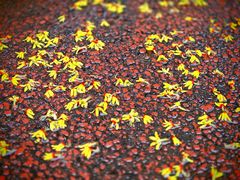 -西山漾湿地公园