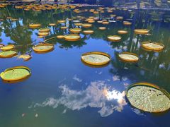 -中国科学院西双版纳热带植物园