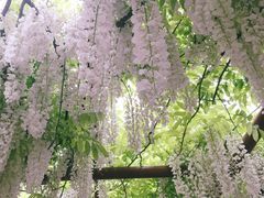 -嘉定紫藤园
