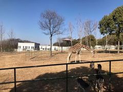 -合肥野生动物园