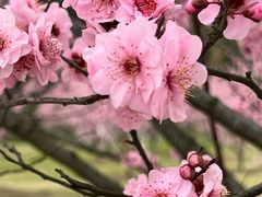 -花开海上生态园