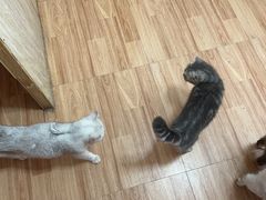 -新蜀会四川豆花(五羊店)