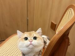 -爱佳宠物中心医院24H·CT·骨外科·猫专科(瑶海万达店)