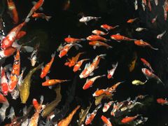 -顺德了能馆(虎门店)