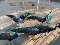 -萌宠亲子动物乐园(槐房万达店)