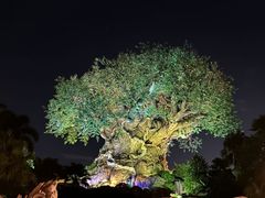 -奥兰多迪士尼动物王国乐园