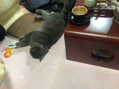 -李小姐の猫咖啡馆(五角场店)