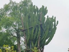 -东莞植物园
