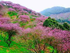 -新建村梅花