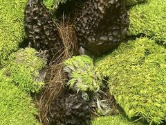 -一朵菌·野生菌探索家火锅(南亚店)