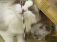 -猫十亿·布偶金渐层·曼基康矮脚猫舍(青年路店)