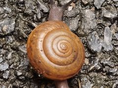 -西双版纳原始森林公园