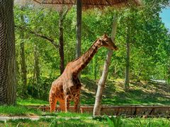 -北京野生动物园