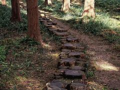 -黄海国家森林公园