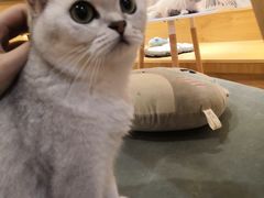 -滚猫咖啡·猫咖·猫友好撸猫(未来城店)