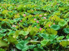 -泗洪洪泽湖湿地景区