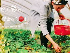-喜杨洋草莓采摘园