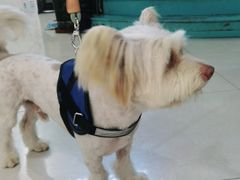 -翊宠yipet猫狗购宠庄园犬舍•猫舍