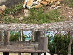 -西霞口神雕山野生动物世界