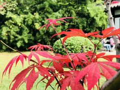 -金良酸菜鱼(宁海路总店)