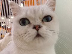 -三花喵·撸猫购宠·宠物生活馆(虹桥南丰城店)